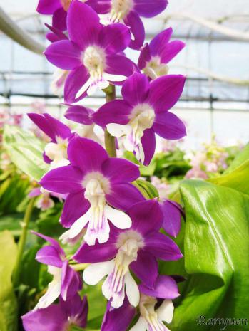 エビネ 蘭裕園 Ranyuen