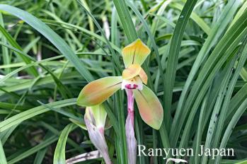 春蘭 蘭裕園 Ranyuen