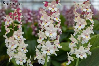 エビネ 蘭裕園 Ranyuen