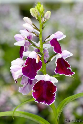 アワチドリ・夢ちどり 蘭裕園 Ranyuen