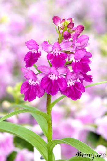 アワチドリ・夢ちどり 蘭裕園 Ranyuen