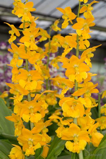 エビネ 蘭裕園 Ranyuen