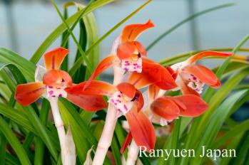 春蘭 蘭裕園 Ranyuen