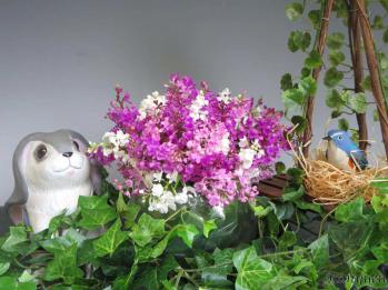 蘭裕園スタイル 蘭裕園 Ranyuen