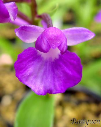 アワチドリ・夢ちどり 蘭裕園 Ranyuen