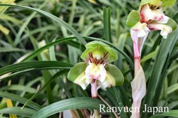 春蘭 蘭裕園 Ranyuen