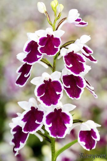 アワチドリ・夢ちどり 蘭裕園 Ranyuen