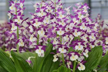 エビネ 蘭裕園 Ranyuen