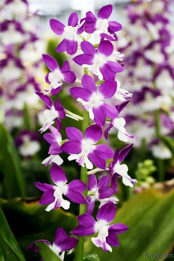 エビネ 蘭裕園 Ranyuen