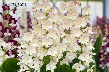 エビネ 蘭裕園 Ranyuen