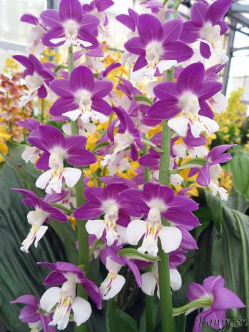 Calanthe Ranyuen