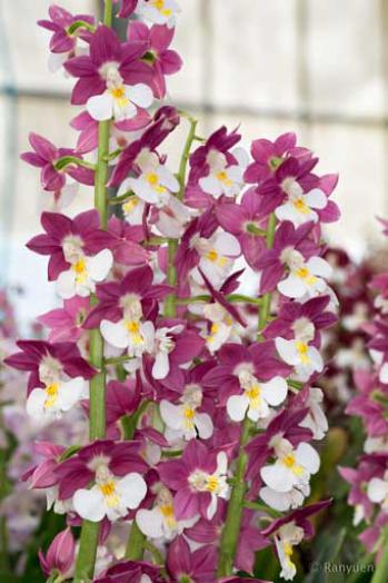 エビネ 蘭裕園 Ranyuen