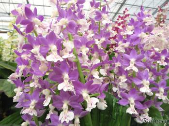 Calanthe Ranyuen