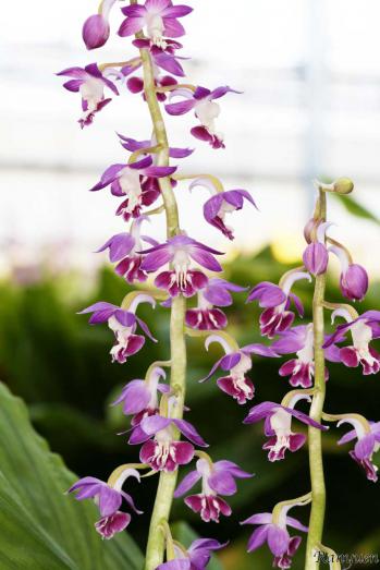 エビネ 蘭裕園 Ranyuen