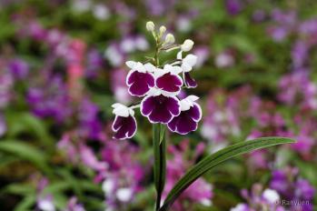 アワチドリ・夢ちどり 蘭裕園 Ranyuen