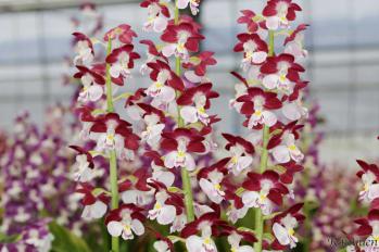 エビネ 蘭裕園 Ranyuen