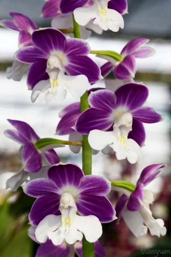 エビネ 蘭裕園 Ranyuen