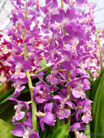 エビネ 蘭裕園 Ranyuen