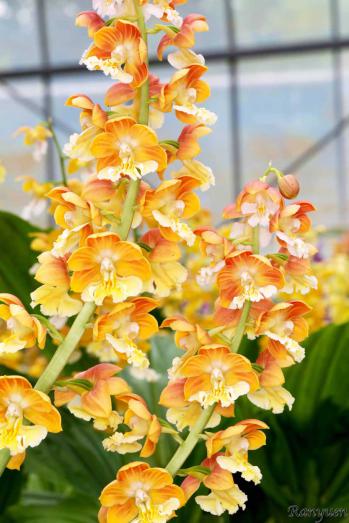 エビネ 蘭裕園 Ranyuen