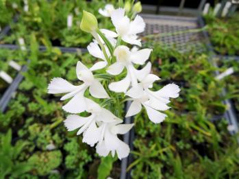 ダイサギソウ 蘭裕園 Ranyuen