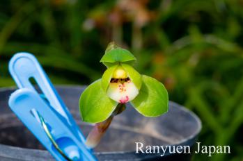 春蘭 蘭裕園 Ranyuen