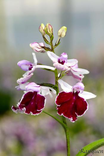 アワチドリ・夢ちどり 蘭裕園 Ranyuen
