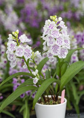 アワチドリ・夢ちどり 蘭裕園 Ranyuen