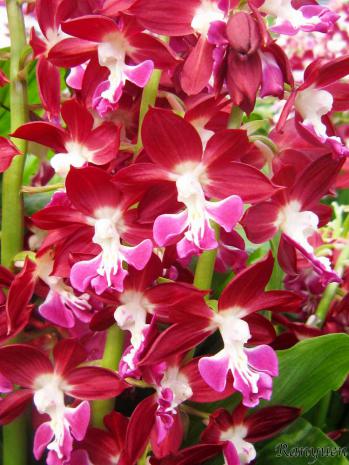 エビネ 蘭裕園 Ranyuen