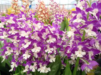 エビネ 蘭裕園 Ranyuen