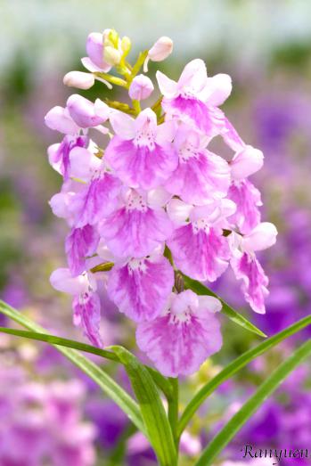 アワチドリ・夢ちどり 蘭裕園 Ranyuen