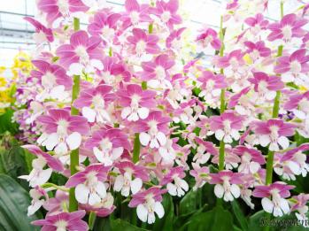 エビネ 蘭裕園 Ranyuen