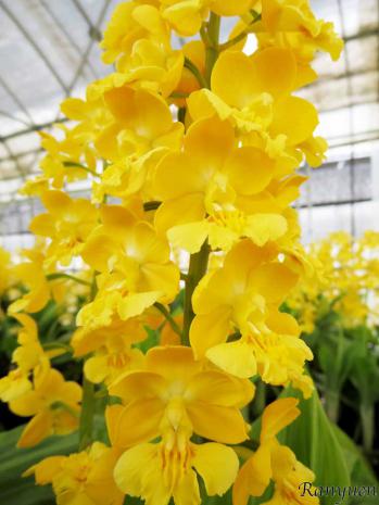 エビネ 蘭裕園 Ranyuen