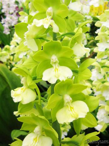 エビネ 蘭裕園 Ranyuen