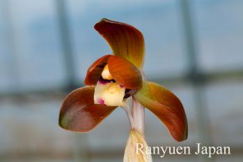 春蘭 蘭裕園 Ranyuen