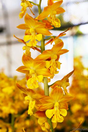 エビネ 蘭裕園 Ranyuen