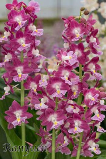 エビネ 蘭裕園 Ranyuen