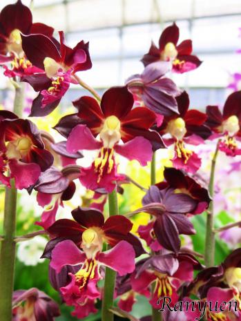 エビネ 蘭裕園 Ranyuen