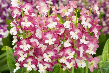 エビネ 蘭裕園 Ranyuen