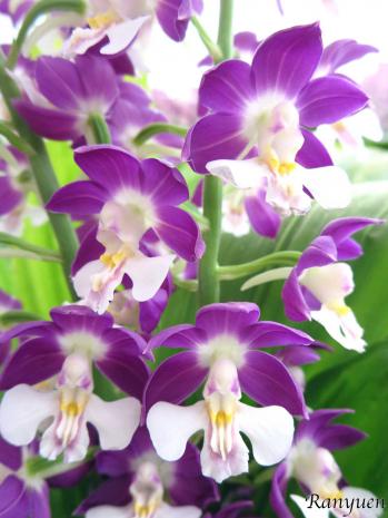 エビネ 蘭裕園 Ranyuen