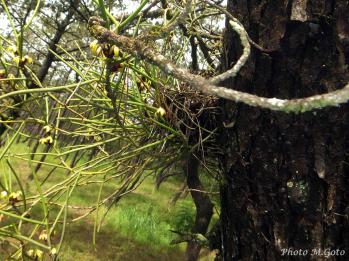 ボウラン 蘭裕園 Ranyuen
