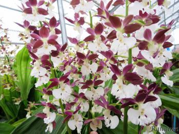 エビネ 蘭裕園 Ranyuen