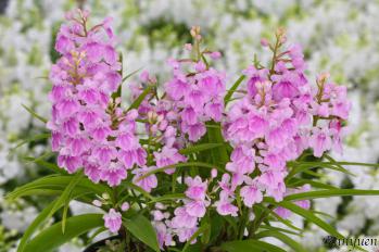 アワチドリ・夢ちどり 蘭裕園 Ranyuen