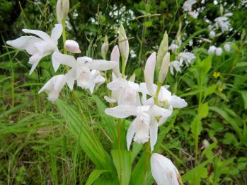 シラン 蘭裕園 Ranyuen