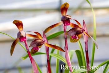 春蘭 蘭裕園 Ranyuen