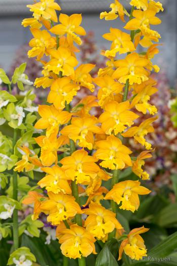 Calanthe Ranyuen