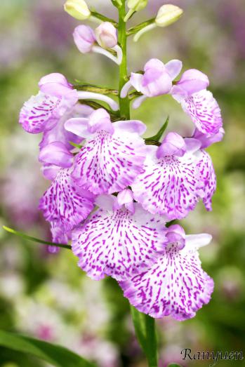 アワチドリ・夢ちどり 蘭裕園 Ranyuen