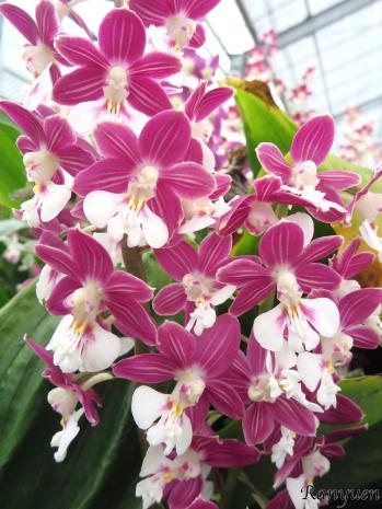 エビネ 蘭裕園 Ranyuen