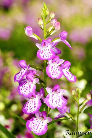 アワチドリ・夢ちどり 蘭裕園 Ranyuen