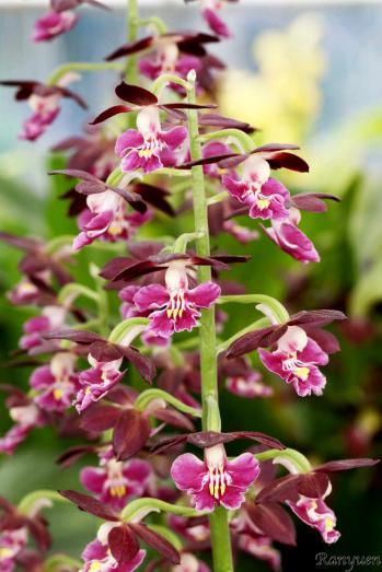 エビネ 蘭裕園 Ranyuen