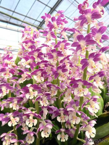 エビネ 蘭裕園 Ranyuen